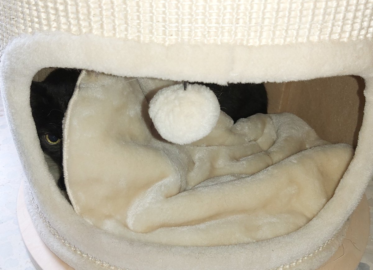 Mudanza y #gatos... Cada uno lo lleva a su manera. Espero que a Misha se le pase pronto el susto