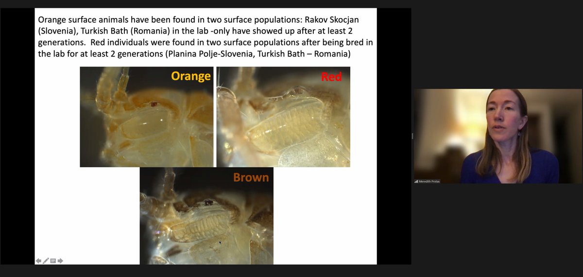 TheAsellus's tweet photo. Comprehensive genomic analyses by Protas et al. 2011 in @PNASNews  (https://t.co/gqIeLXPKGC) on #Asellus https://t.co/JjXW0KFIOZ