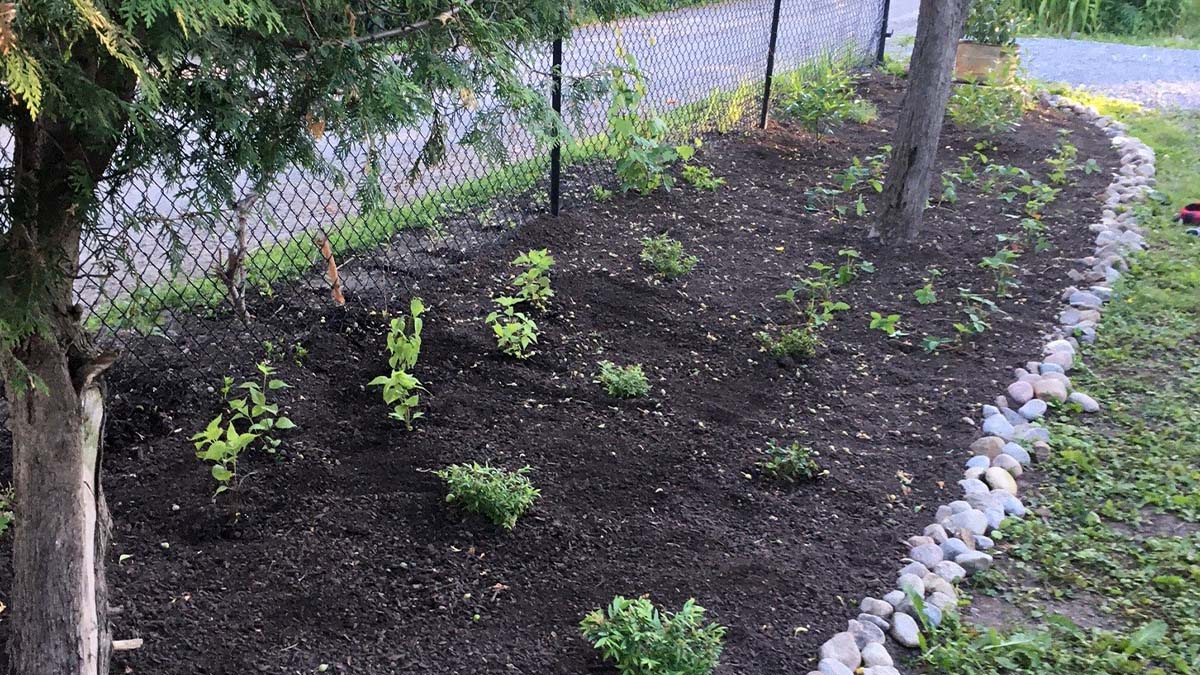 LSRCA's tweet photo. Healthy and Award 🏆 recipient and #WateshedHero Marie Rolfe naturalized her property with numerous native wildflowers 🌼, shrubs and grasses, and for installing bird 🐦 & bat boxes 🦇
Goodbye barren landscape. Hello oasis for native species. ✨
#Consies #SavingLakeSimcoe https://t.co/kaUyxWp5vw