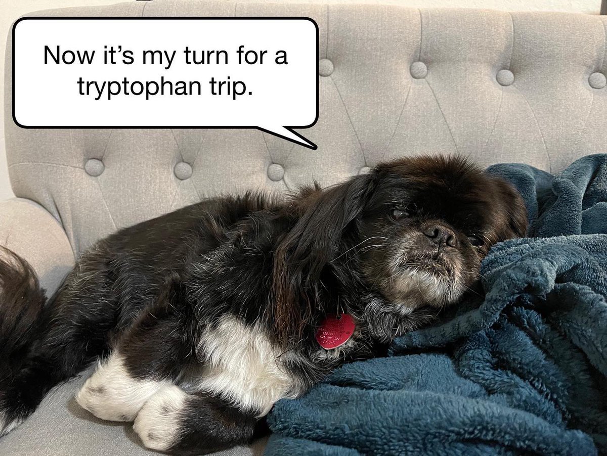 Although this may be a photo of a Turkey Tom, do not confuse him with the #4 sandwich at Jimmy John’s. 
#TurkeyLeftoversAreGoodEats
#Pekingese #funnydog #funny #caption #barkpost #memes