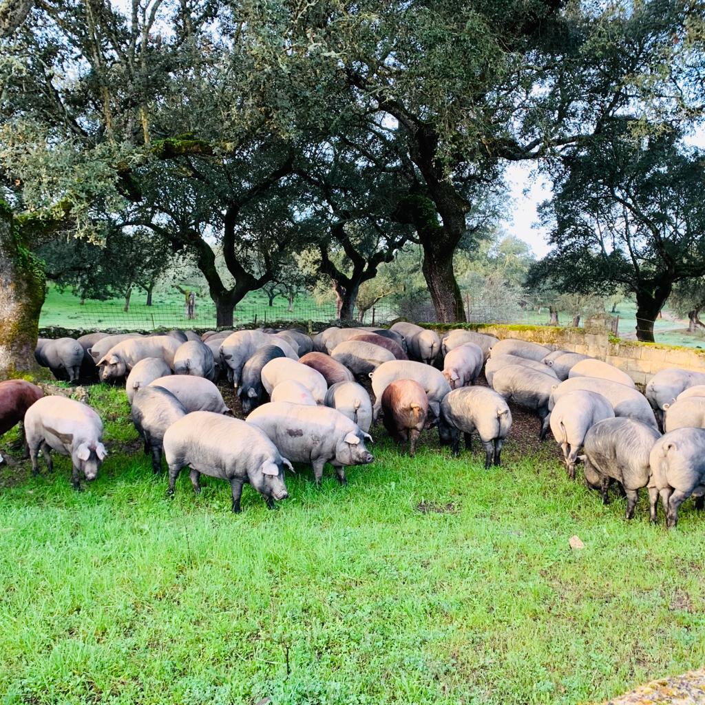 Selecta Spa tweet media