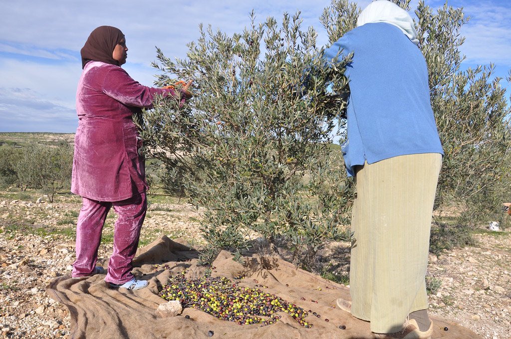 It’s #WorldOliveDay! 🫒 

Learn how <a href="/FAOInvest/">FAO Investment Support</a> <a href="/EBRD/">The EBRD</a>, with @EU_near and <a href="/DutchMFA/">Dutch Ministry of Foreign Affairs 🇳🇱</a>* support, are helping the olive oil industries in Jordan &amp; the West Bank &amp; Gaza improve quality across the supply chain, from orchard to bottle 👉 bit.ly/3lauYG2