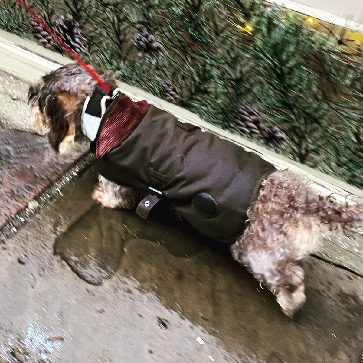 Michelle tweet media