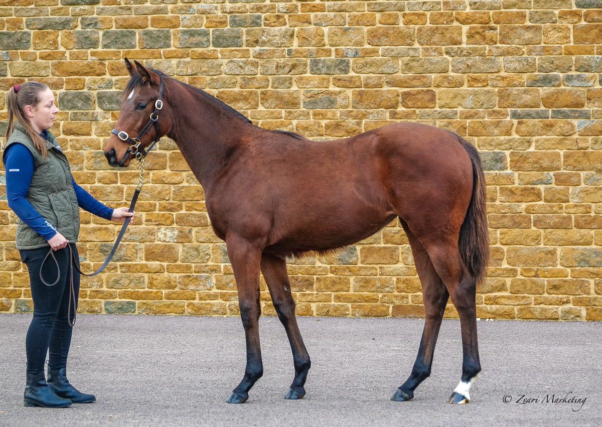Choc_Thornton's tweet photo. AppleTree’s Too Darn Hot filly realises 270,000gns thank you to everyone that supported her @StroudColeman @BlandfordBldstk @danielcreighton well done @KtsJonathan, Agatha and Faith https://t.co/XRSEdsDuf4