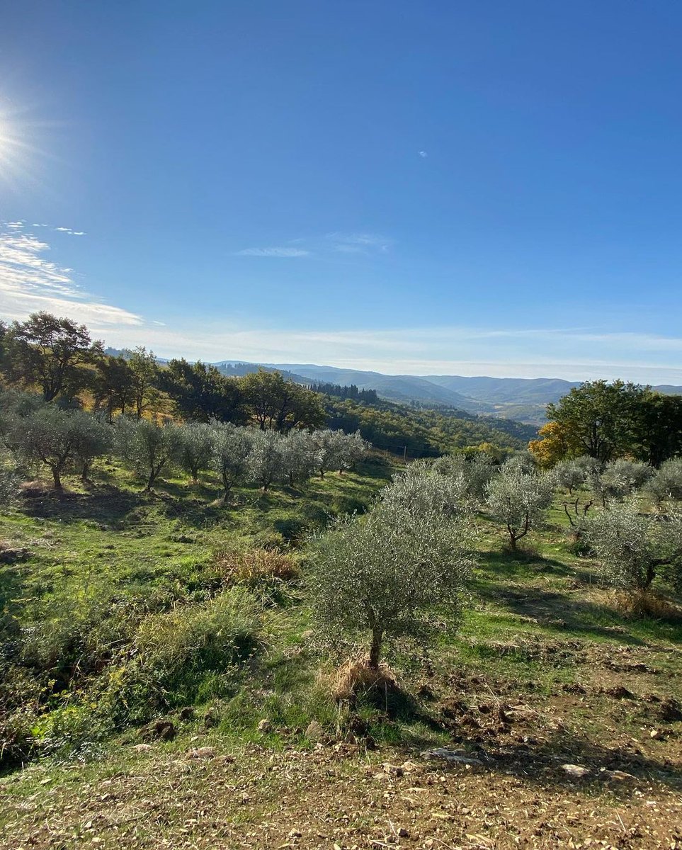 CostSaverTours's tweet photo. Tuscany's lush Chianti hills 🇮🇹 
1 Travel Director and his family 👨‍👩‍👦 
130kg olives! 🫒 ⠀
= 29 litres of Chianti olive oil  🌿🛢

TD @roderickjandegroot is a big fan of UNESCO #WorldOliveTreeDay! 🌳 Taste some olive oil today to mark the global need to preserve our olive trees. https://t.co/Lk0obbleYf