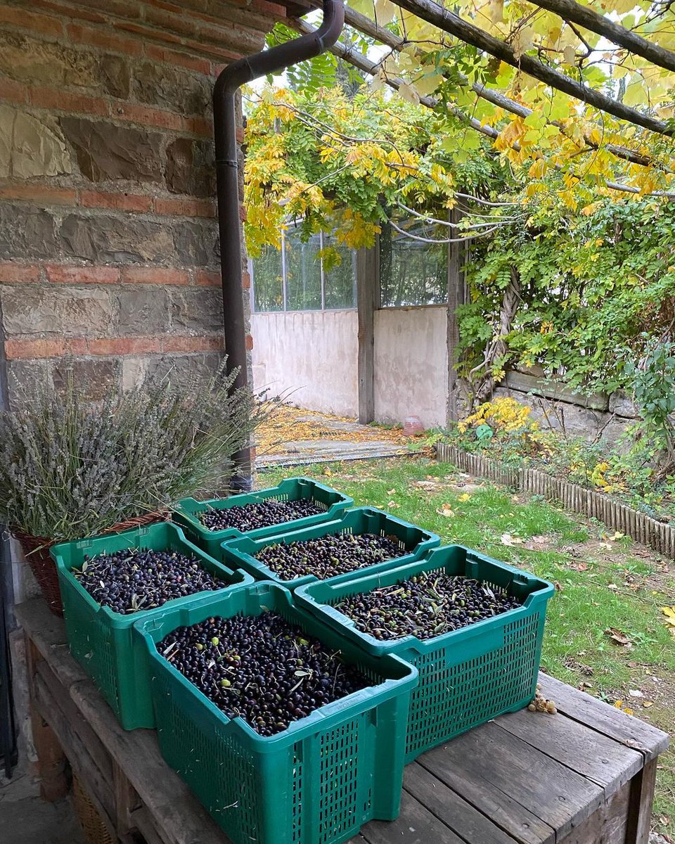 Tuscany's lush Chianti hills 🇮🇹 
1 Travel Director and his family 👨‍👩‍👦 
130kg olives! 🫒 ⠀
= 29 litres of Chianti olive oil  🌿🛢

TD @roderickjandegroot is a big fan of UNESCO #WorldOliveTreeDay! 🌳 Taste some olive oil today to mark the global need to preserve our olive trees.