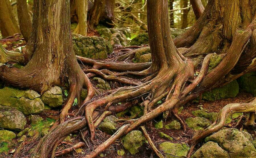 AfricanGrowers's tweet photo. It's good to be rooted to provide solution(s) in agribusiness.
Learn through the problems of people in the field and don't limit yourself to online resources to make agriculture sustainable for Africa economies.
Tag a friend. #berooted #learning #rethinkagric #africa #TAGsFarm https://t.co/9xy65NBRl4