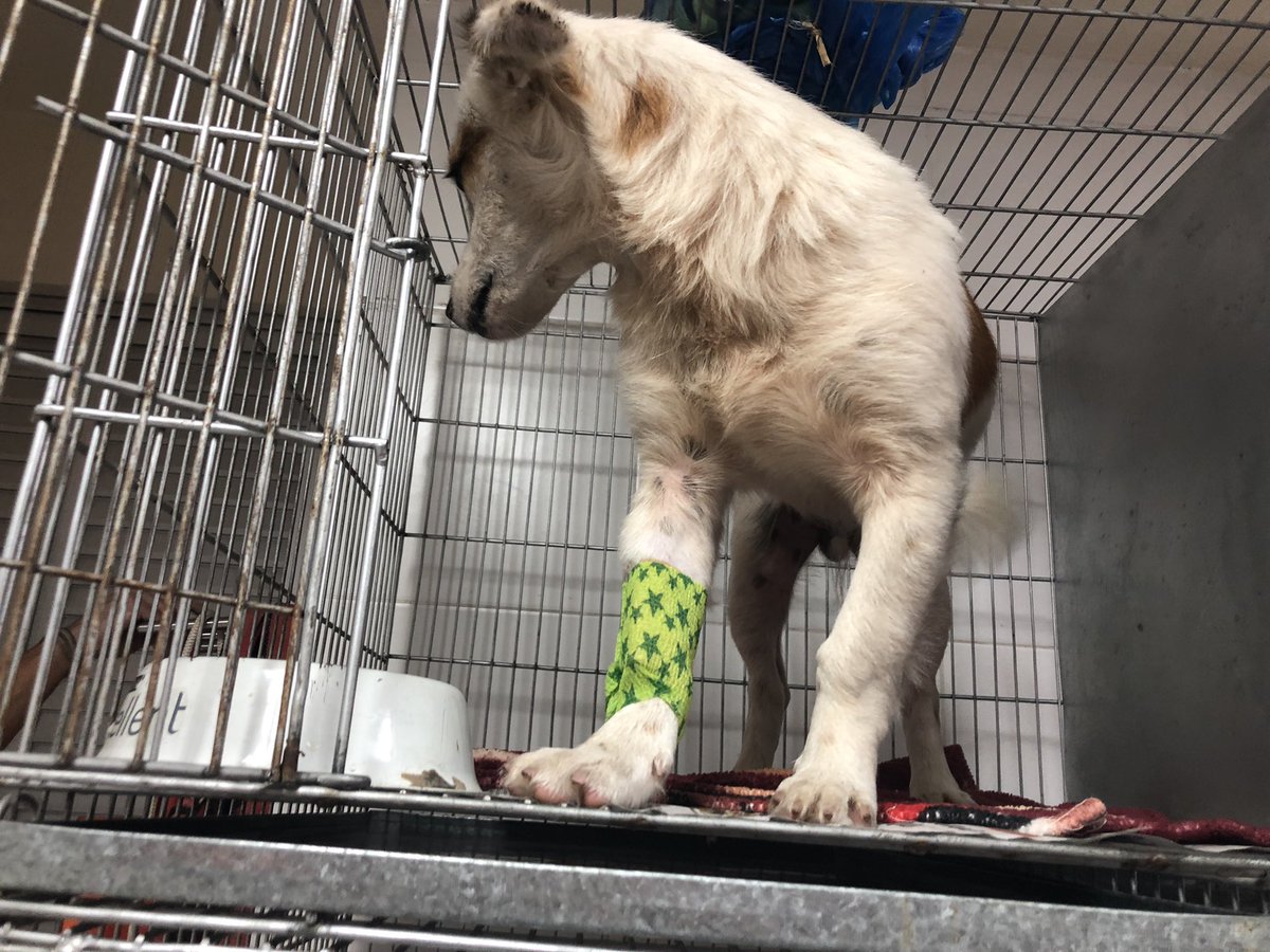 MarcoHuellasPy's tweet photo. Pascual fue rescatado atropellado, después de ser tratado fue adoptado por una familia hermosa, que se mudó a Manchester y claro como las familias NO abandonan hoy están todos juntos! Abrí tu ❤️ adopta. https://t.co/noz3JCH4FB