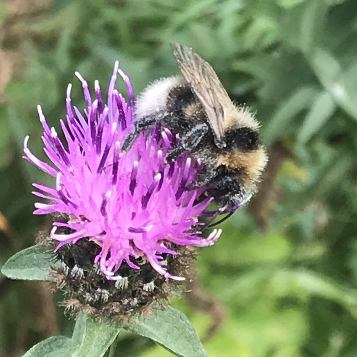 Penny4It's tweet photo. Busy #bumblebees #beeTheChange #beeConservationTrust #FlowersOnFriday https://t.co/mbar3DUTpP