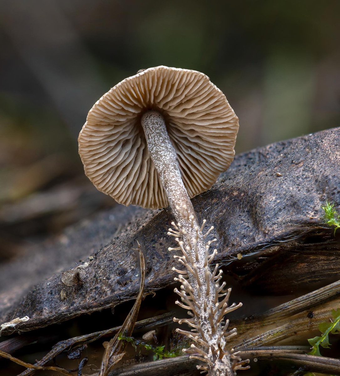 FungalDivSurvey's tweet photo. As species in our West Coast Rare Fungi Challenge go, few are more elusive than the Short-Branched Dendro (Dendrocollybia pycnoramella), with only 2 recorded finds so far. Could you find no.3? Head to https://t.co/iOuxULzViA for info on the challenge and this mysterious mushroom. https://t.co/NbH1ohSFGy