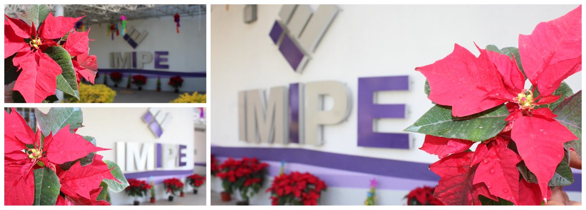 ¡Llegó a IMIPE el espíritu navideño y lo compartimos!
Ejerce tu Derecho Humano a la Información.