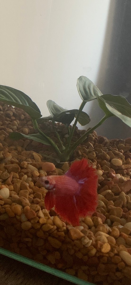 NorthwesternEM's tweet photo. #PetsofNUEM meet PGY1 Mara Bezerko's pet fish, Finnley #whynuem https://t.co/i37ibqnXp0