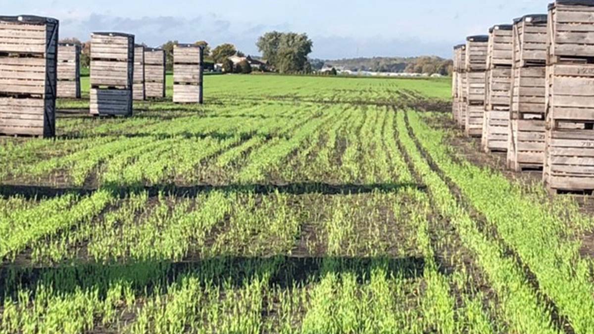 LSRCA's tweet photo. Ziemba Farms was honoured today with a Healthy Land Award 🏆 because they use cover crops to prevent soil loss & reduce weed control, and for installing de-dirting equipment on their carrot 🥕 harvester to help improve efficiency.
#Consies #WatershedHeroes #SavingLakeSimcoe https://t.co/cYlHnCJINH
