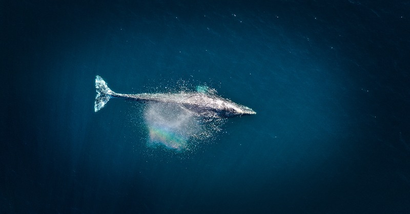 ejfoundation's tweet photo. 🐳 Among other positive impacts on ocean ecosystems, it is estimated that a great whale sequesters around 33 tonnes of CO2 when it dies and sinks. 

Sadly, whales and dolphins are often entangled in fishing nets. We must ban destructive fishing practices which threaten them.