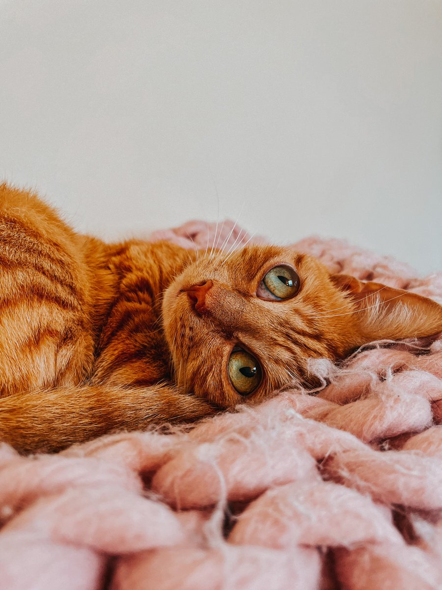 ccosmictortoise's tweet photo. also @OfficialPLT look into willow’s eyes and tell me she can’t have a cat tree……. 🥺 #pinkfridaywithplt #PinkFridayCredit #PinkFridayFeels 💗 https://t.co/BsEg4JQOZu