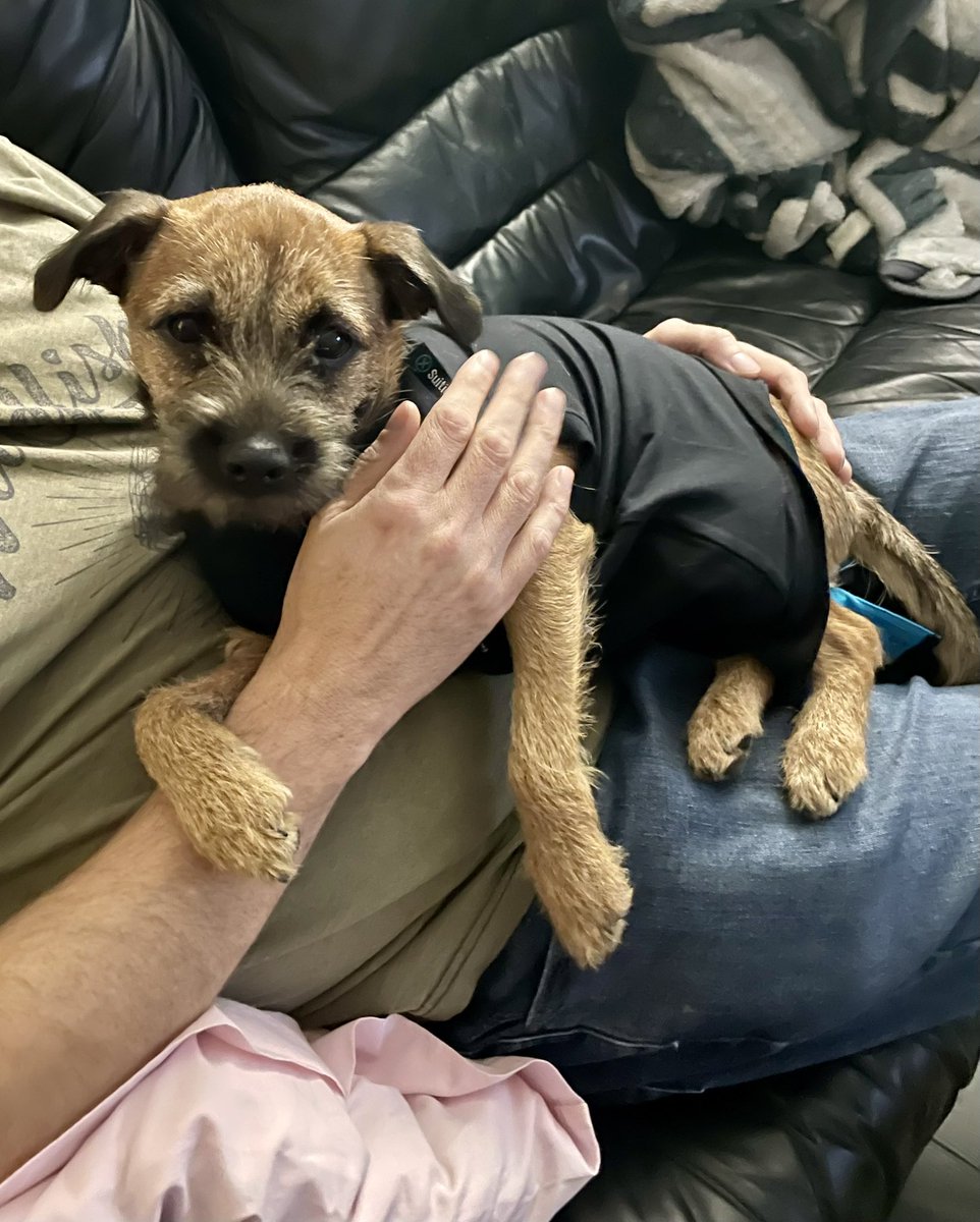 This is hoomum posting for Betsy. She will be fine but has been poorly after being spayed. She had very rare complications but is definitely on the mend now. The pic is her wearing her surgical suit (so no cone of shame!). Love to all our friends x