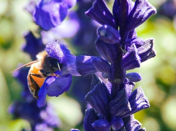 Ana_lia_d's tweet photo. "Abrazo del alma"... #bee #bees #savethebees #flower #flowers #hug #love #huglove #NaturePhotography #naturelovers #nature #PhotoOfTheDay #photographer #photograph https://t.co/zq9k1ZeBvX