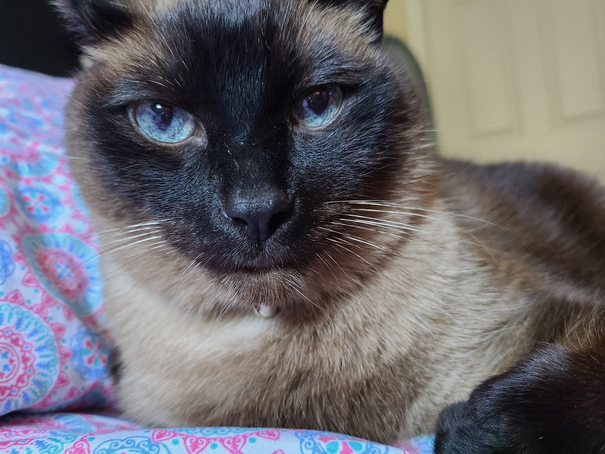 ooharmi's tweet photo. Today marks 4 months since you left me. My heart still aches for you my sweet Blu. I still need you but I know you're in a better place. Thank you again for Twelve years of cuddles, purrs and love. I will never forget you.πππ
#RIPBlu https://t.co/Q5IlQfPLz9