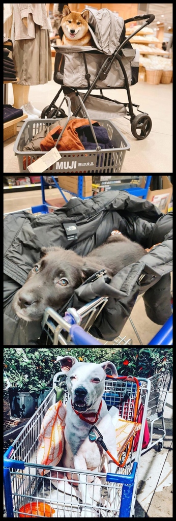 Fetch #BlackFriday deals! Shop 'til you drop!🛍️Unless you're lucky & ride in a shopping cart! 🛒🐕

#RescuePop #AdoptDontShop #UltimuttGuide #PetAdoptionGuide #rescueisthebestbreed  #rescuedogoftheday #dogoftheday #shoppingdog #blackfridaydog #shoppingcartdog #rescuedoglovers