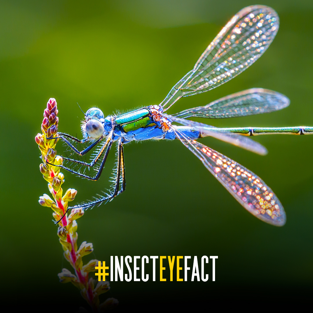 Busby Eye Care tweet media