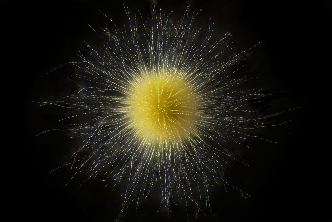 Fotograaf en filmmaker en @janvanijken geeft met zijn nieuwe film Planktonium een kijkje in de geheimzinnige wereld van plankton. Als in een ruimtereis laat hij ons kennismaken met de alien-achtige organismen. Hoor meer op <a href="/NPORadio1/">NPO Radio 1</a> 
Bekijk de trailer: bnnvara.nl/vroegevogels/a…