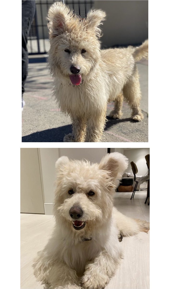 iswmp's tweet photo. Friday #glowup featuring our DIXIE!
#adopted #rescue #iswmp https://t.co/vrJBnSmCIV
