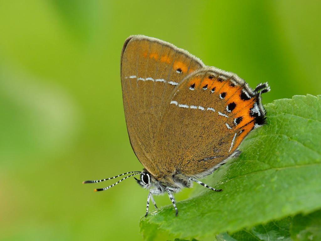 savebutterflies's tweet photo. Celebrating #BlackFriday with this superb photo of a Black Hairstreak butterfly. One of the UK's most elusive butterflies, this species is found only in thickets of Blackthorn in woodlands on heavy clay soils between Oxford and Peterborough. Have you ever been lucky and seen one? https://t.co/0p5US4cXo5