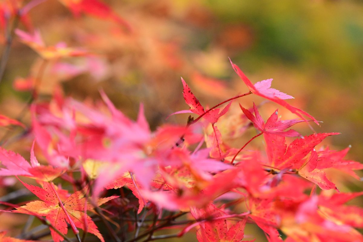 今日は二度寝した～では今日は紅葉🍁…