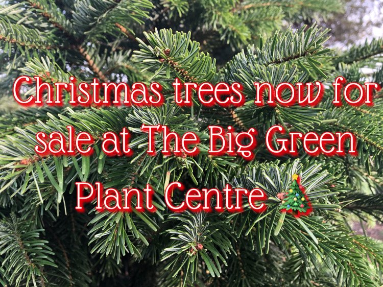biggreenplant's tweet photo. Christmas Trees Available at The Big Green Plant Centre!
Fresh cut, UK grown Nordmann firs! 🎄 #christmas #christmastree #winteriscoming #thebiggreenplantcentre https://t.co/qAxLn0425q