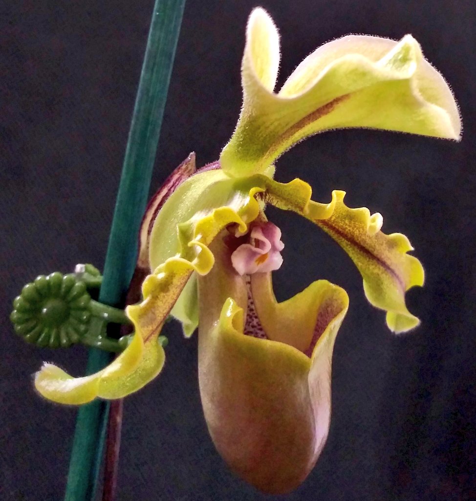 November 26th #Orchid of the Day: Paphiopedilum spicerianum(Green Hat x sib)My first bloom,one growth seedling #SpicersPaph is a cute little guy who is in bloom now He deserves a day.