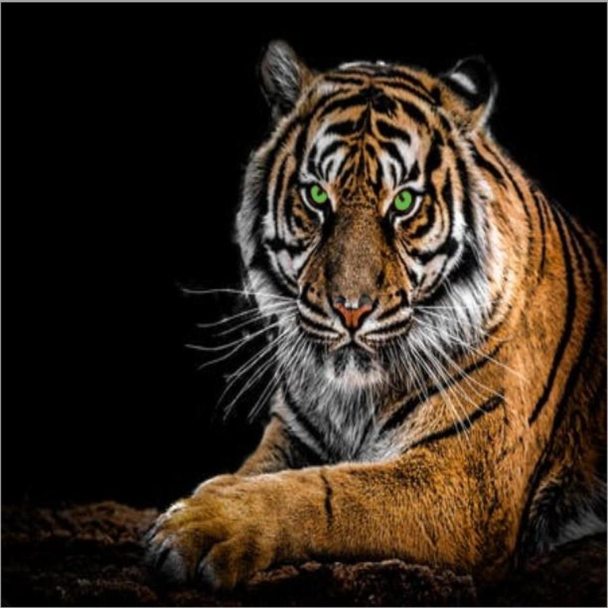 KeeOphelia's tweet image. #selfpublsihing #indieauthors 
Question? Which is better, Paid newsletter ads or Social media ads (for books)? An old tiger needs to know...