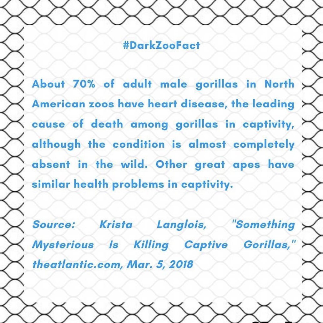 youthforanimals's tweet photo. :
⛓🅓🅐🅡🅚 🅩🅞🅞 🅕🅐🅒🅣🅢⛓
#banzoo #captivitykills #openthecages #closezoos #conservation #freethewild #wildlife #freecaptiveelephants
#FreeShankarDelhiZoo ⛓🐘⛓ https://t.co/DGOIxyTxtU