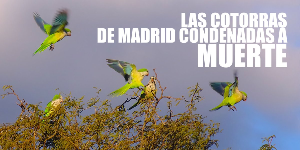 PacmaAragon's tweet photo. La sociedad madrileña no se merece un alcalde que gasta 3 millones de euros públicos en exterminar cotorras. @AlmeidaPP_ y @bcarabante, ¡paralizad de inmediato esta matanza! Estáis retratando un @MADRID cruel y despiadado con los animales.

#AlmeidaMataCotorras https://t.co/vT13sfFqfi