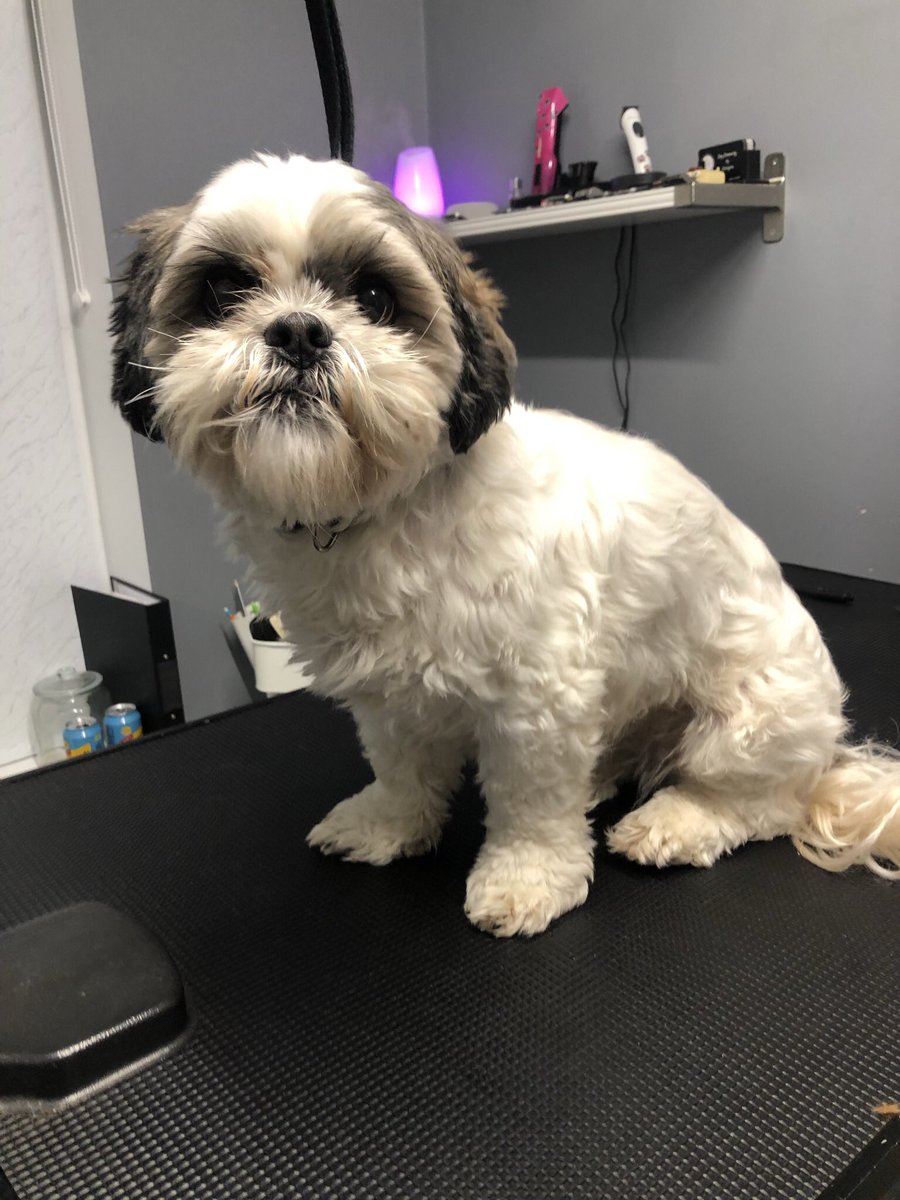 GeorginaW27's tweet photo. Lovely little Flo 💕 #LhasaApso #doggroomer #doggrooming #groomerslife #doggroomersofinstagram #doggroomersoftwitter #homebasedsalon #smallbusiness #sheffieldissuper #lovechesterfield #derbyshire #southyorkshire #petgroomer #dogsofsheffield #derbyshiredogs #dogs #groomer https://t.co/mHpJdxpSms