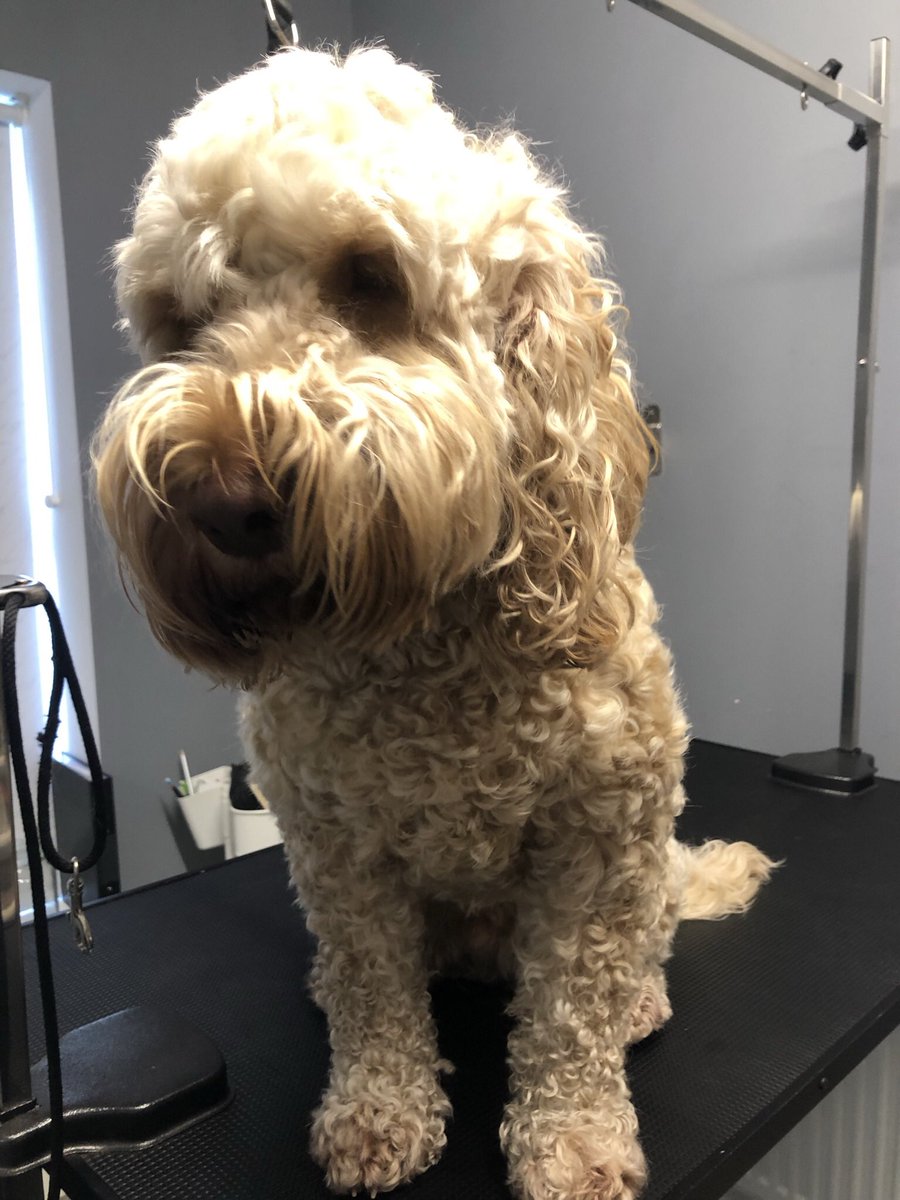 GeorginaW27's tweet photo. The lovely Yogi #cockerpoo #doggroomer #doggrooming #groomerslife #doggroomersofinstagram #doggroomersoftwitter #homebasedsalon #smallbusiness #sheffieldissuper #lovechesterfield #derbyshire #southyorkshire #petgroomer #dogsofsheffield #derbyshiredogs #dogs #groomer #doggroomeruk https://t.co/EyVqkPiQx9