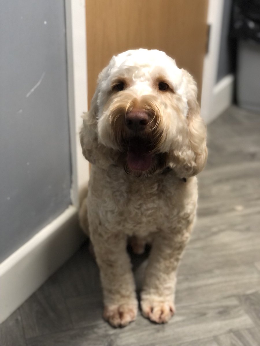 GeorginaW27's tweet photo. The lovely Yogi #cockerpoo #doggroomer #doggrooming #groomerslife #doggroomersofinstagram #doggroomersoftwitter #homebasedsalon #smallbusiness #sheffieldissuper #lovechesterfield #derbyshire #southyorkshire #petgroomer #dogsofsheffield #derbyshiredogs #dogs #groomer #doggroomeruk https://t.co/EyVqkPiQx9