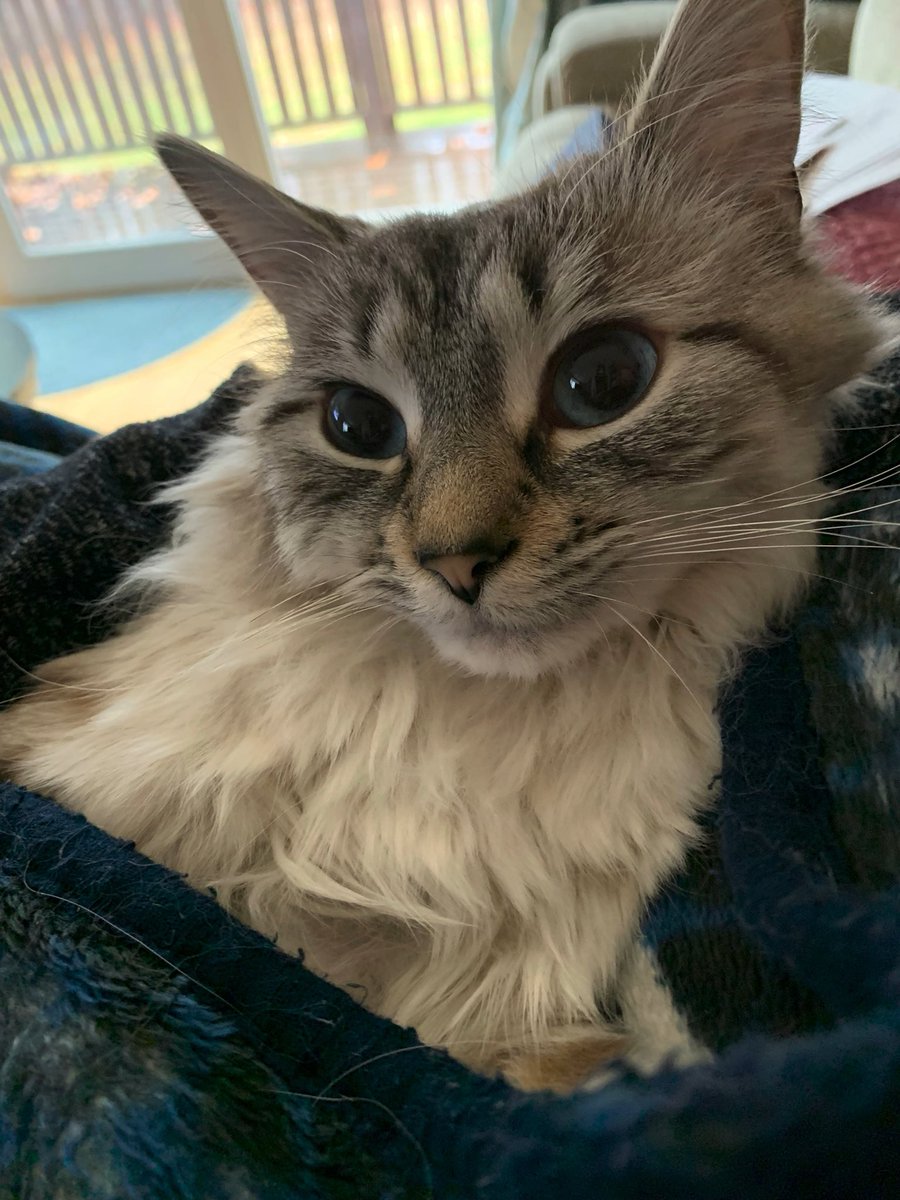CarolHopke's tweet photo. I planned on being productive today… but my Luci has other ideas. Guess I’ll get caught up on some of my #Lucifer ff reading instead! ❤️😽 #lapkitty  #Kittycuddlesarethebest https://t.co/xsjB8V6oXd