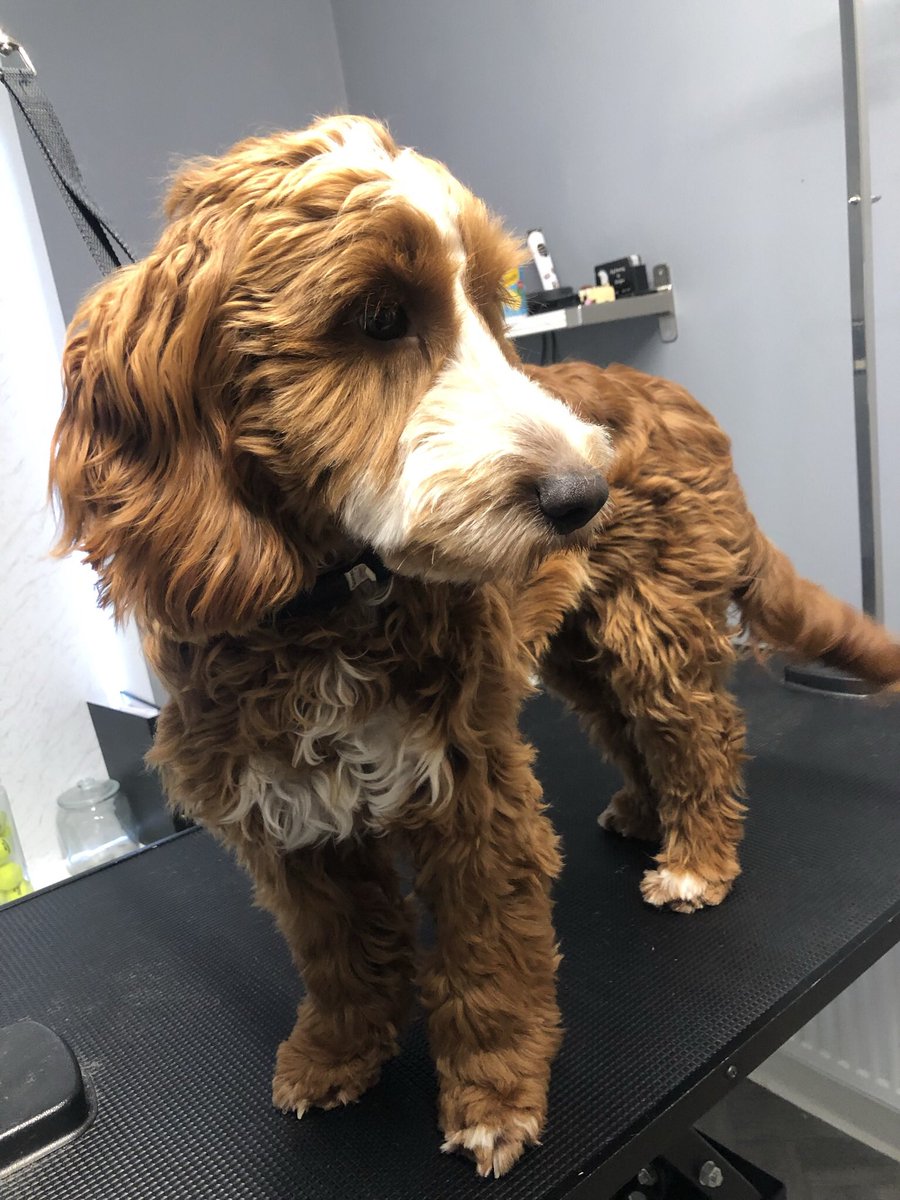 GeorginaW27's tweet photo. Teddy the oh so adorable #cockerpoo #doggroomer #doggrooming #groomerslife #doggroomersofinstagram #doggroomersoftwitter #homebasedsalon #smallbusiness #sheffieldissuper #lovechesterfield #derbyshire #southyorkshire #petgroomer #dogsofsheffield #derbyshiredogs #dogs #groomer https://t.co/rdli51g5ZA