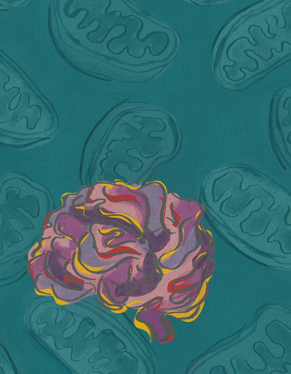 CD_AACR's tweet photo. From the November issue: Medium-chain acyl CoA dehydrogenase protects #mitochondria from lipid #peroxidation in #glioblastoma. https://t.co/T804DZtMaJ. 
Francesca Puca, @LyssiotisLab, Andrea Viale, @DraettaG and colleagues @MDAndersonNews @UMRogelCancer https://t.co/kXtWN4AbU8