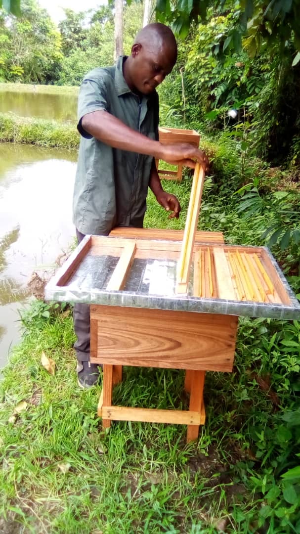 AgribusRipefas's tweet photo. Le saviez vous ?
Nous aménageons notre première ruche pour les abeilles.
#consommonsbio
@leParrainRDC
@les2AA
@agridigitale1 https://t.co/geqUImLRfL