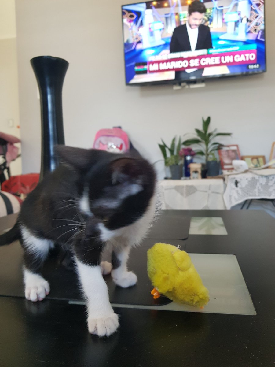 CastroDavid 🏅 tweet media