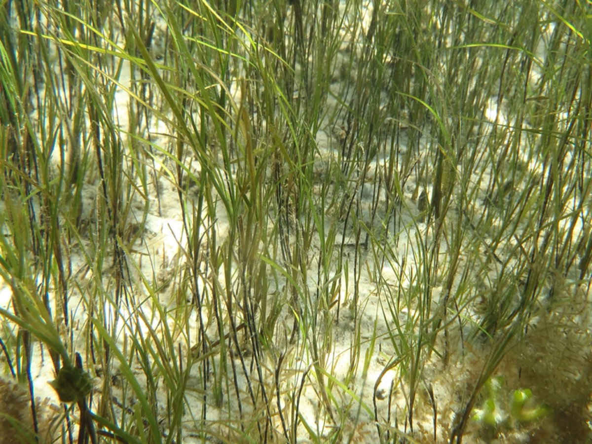 Since #BlackFriday is stupid, did you know that there’s actually a seagrass species that’s black? Zostera nigricaulis is a species of eelgrass native to the Southern Ocean that has a distinctive black stem - it’s the only seagrass species to do so!