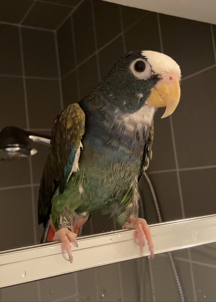 PippyPets's tweet photo. Yoshi’s feeling better and has just stepped out of the shower. ☺️😜☺️😜.  Come say hi to this wet chicken:  https://t.co/f8iWb7FL7N  #parrot #pionus #pippypets https://t.co/WCTn1l6BBi