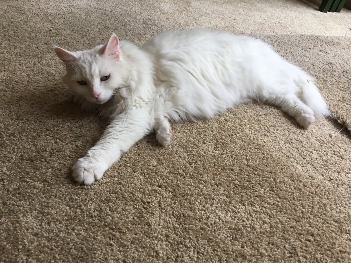 g_puffalo's tweet photo. @EMMASHA2155 Even our carpets are alike! https://t.co/xr1nG77sUj