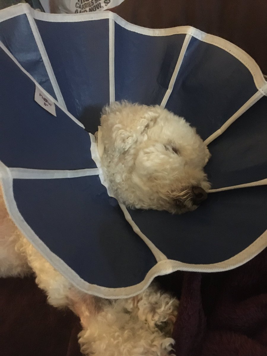 ‘A new bichon flower’ says my sis….<a href="/OtisBichon/">Otis Evans</a> <a href="/hammonster/">Oscar Bichon</a> <a href="/jenny_bichon/">Jenny and Dolly</a> <a href="/WalshKim/">kim walsh</a> <a href="/WBichon/">Winky the bichon</a> 🌼