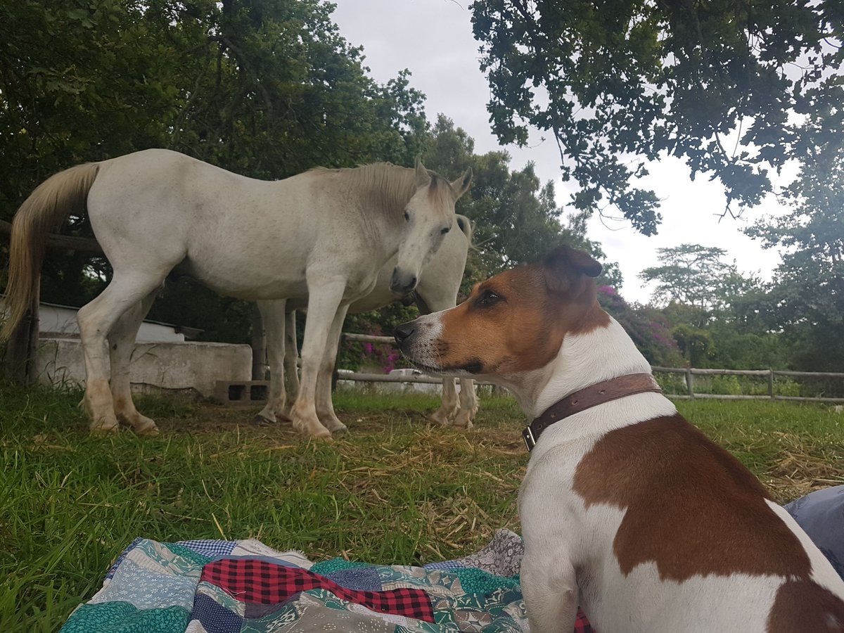 Lego_Lilli's tweet photo. And another thing! 
My horse and cat brothers also do not need another dog.
#lego #jackrussell #mystory #puppies #adorabledog #babies #jackrussellpuppies #family #livingthebestlife #dogslife #doglovers #dogs #dogsoftwitter https://t.co/kk5iEfCpmk