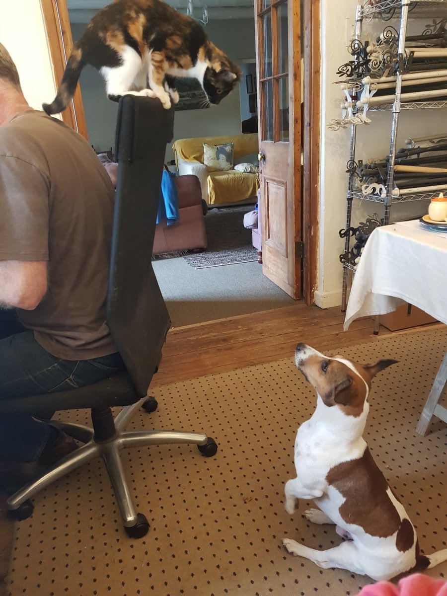 Lego_Lilli's tweet photo. And another thing! 
My horse and cat brothers also do not need another dog.
#lego #jackrussell #mystory #puppies #adorabledog #babies #jackrussellpuppies #family #livingthebestlife #dogslife #doglovers #dogs #dogsoftwitter https://t.co/kk5iEfCpmk