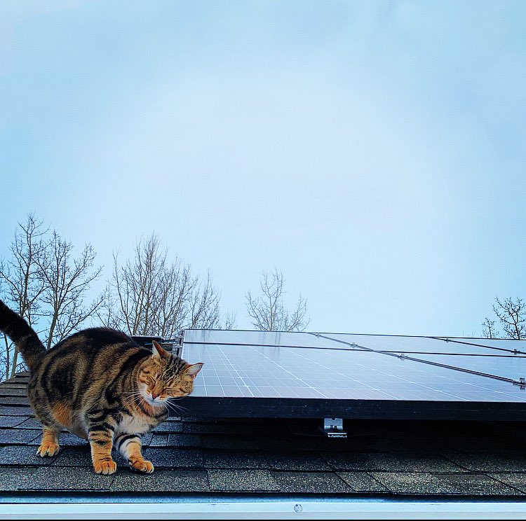 SkyFireEnergy's tweet photo. Meet Peppers, Pest Control Officer for our team member’s solar PV system in Edmonton. Peppers may look sweet and demure but she takes her job very seriously and helps to keep the pigeons away.
#yeg #rodentguard #critterguard #solar #solarmaintenance #solarenergy https://t.co/KwI6caF3L3