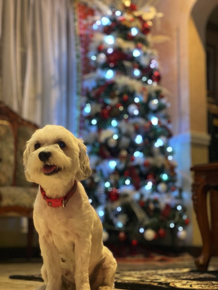airfairf's tweet photo. @russnft Dog! and here’s my furr baby🐶 https://t.co/xq70vp1Xi4