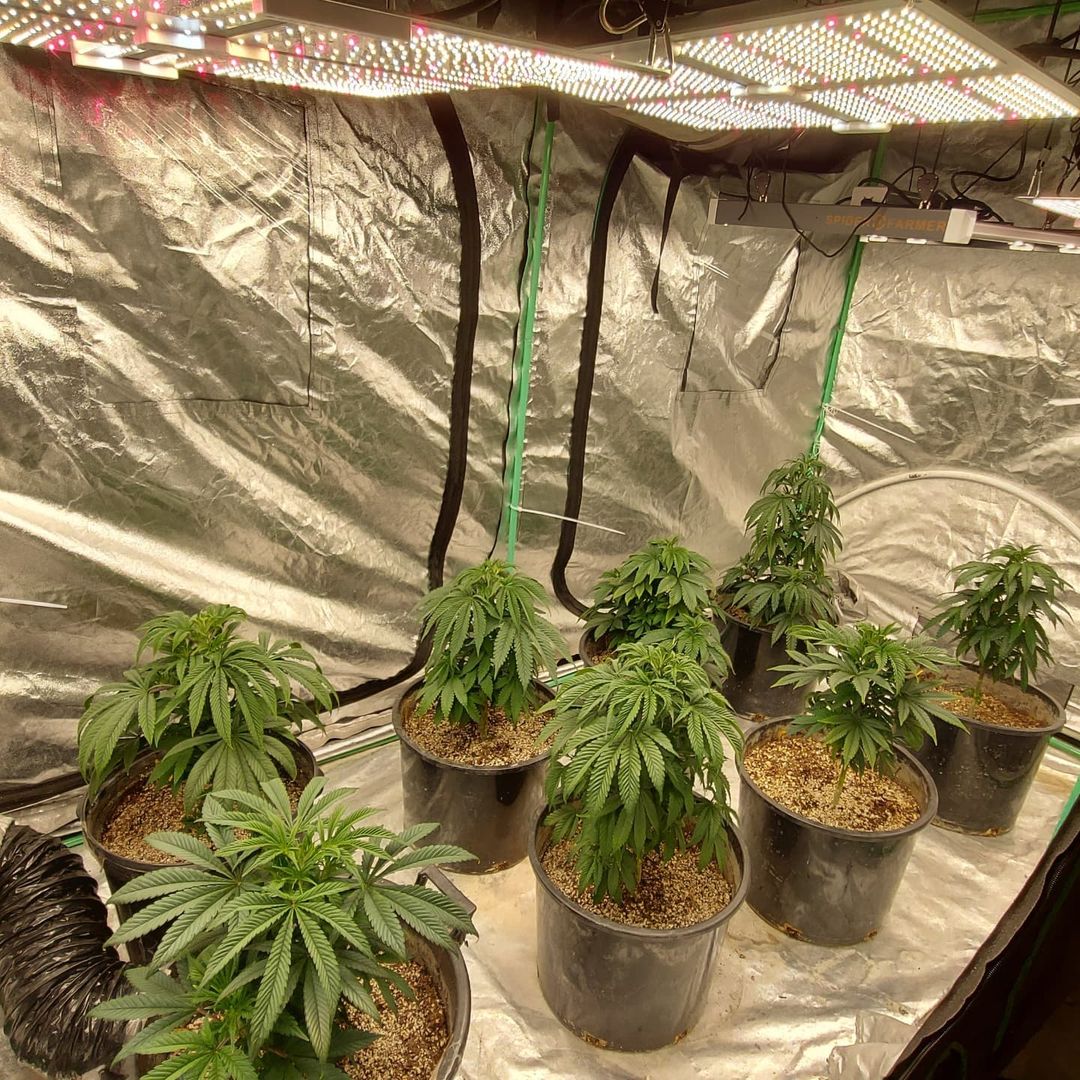 spliffseeds's tweet photo. Day 17 of Veg here🌱 Plants are starting to explode with new, green growth. Huge fan leaves on the Spliff Cheese  Flip in approximately no more than 13 days!
📸:@bignategrows
🌷:#purpleberrykush #lemoncreamkush #spliffcheese
👨🌾:#spliffseeds
🌍:https://t.co/BAE4KJNJeZ https://t.co/hfzc6gMChh